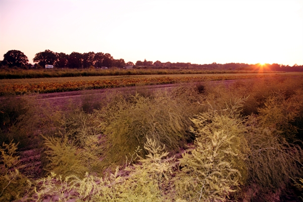 Sonnenuntergang in Bardowick Sonnenuntergang in Bardowick